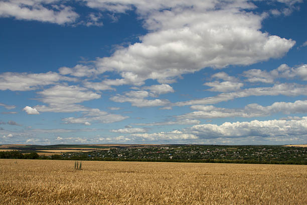 A field of brown grass. Sky. Outdoor. Grass. Field. Cloudy