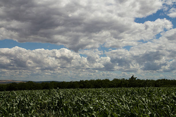 A plantation of crops. Outdoor. Sky. Grass. Cloudy. Clouds
