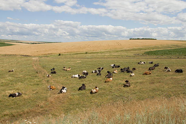 istock A large group of cows in a field 2224513837