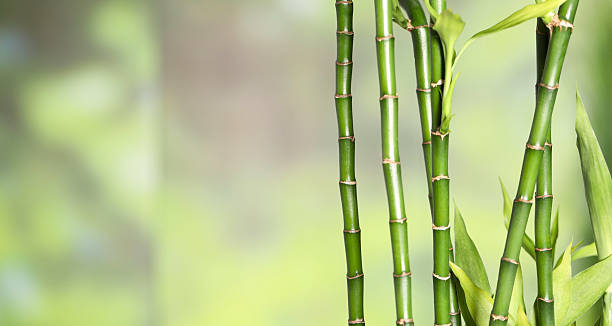 istock Beautiful decorative bamboo plant on blurred background, closeup. Space for text 2224513852