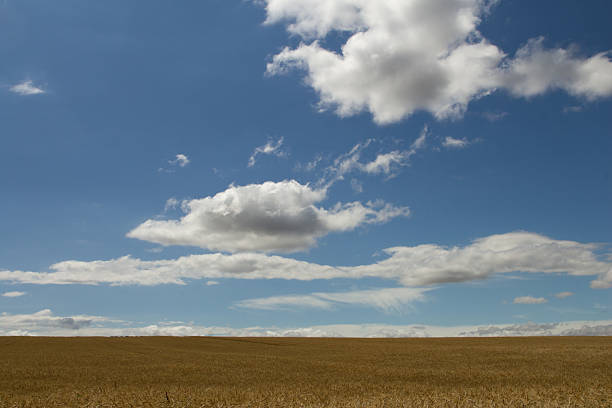 A field with blue sky and clouds. Sky. Outdoor. Grass. Field. Clouds
