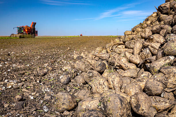 istock Pile of harvested ripe sugar beet 2224513994