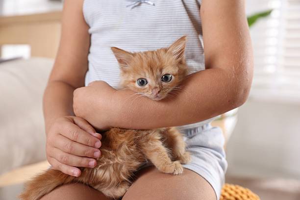 istock Child with cute ginger kitten indoors, closeup 2224514133