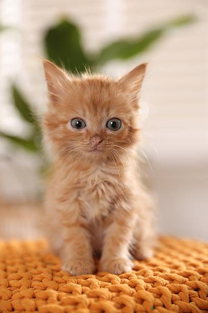 istock Adorable ginger kitten on orange blanket indoors 2224514150