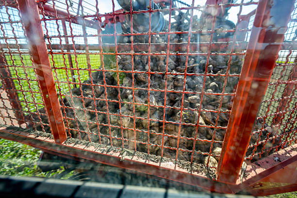 istock Inside view from cabin of agricultural machine, beet loader 2224514330