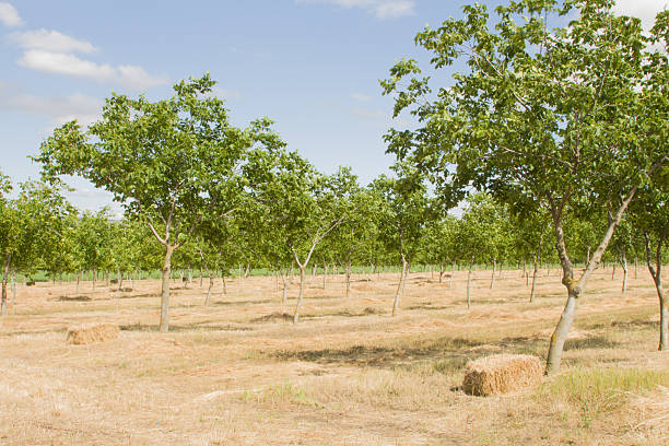istock A group of trees in a field 2224515033