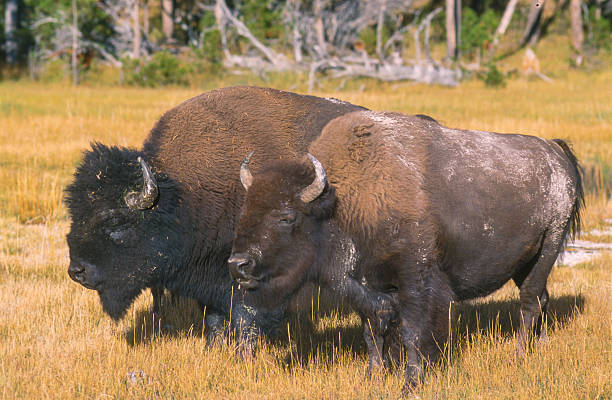 Outdoor scene showing a herd of buffalos in the late summer of 2003.