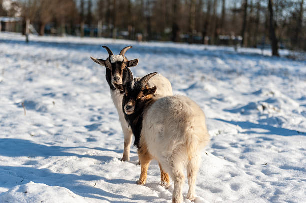 Domestic goat with long, flowing fur standing in a farm enclosure, gazing thoughtfully to the side amidst a rural landscape
