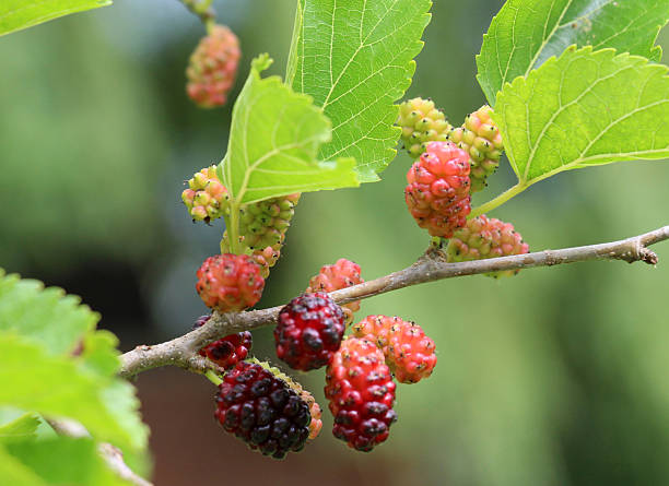 istock Black mulberry berries (Morus nigra) ripen on a tree branch 2224519187