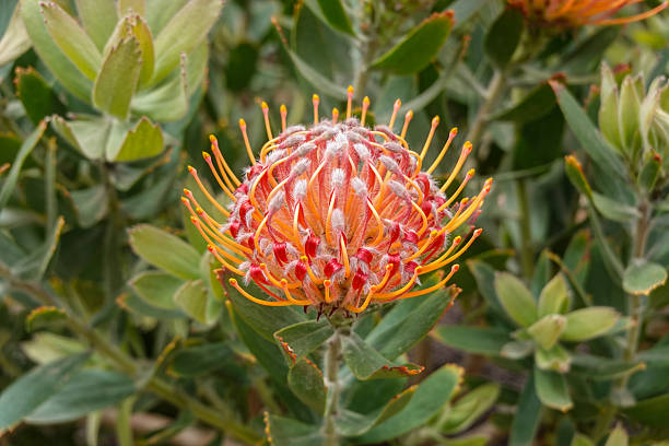 istock Single Protea Portrait with Bokeh Greens 2224521420