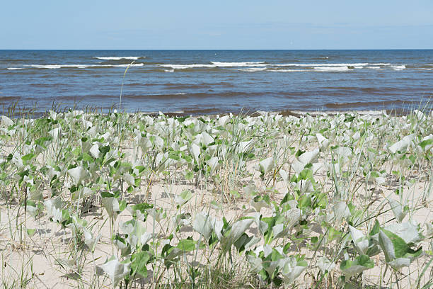 istock Peaceful Summer Coastal Landscape with Dune Vegetation 2224522432