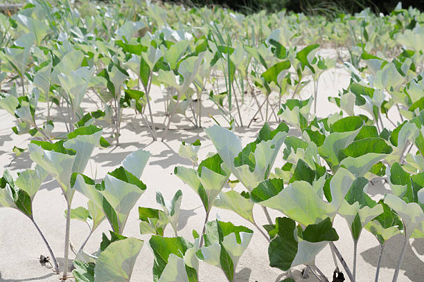 istock Coastal Plants on a Sand Dune Sunny Summer Landscape 2224522434