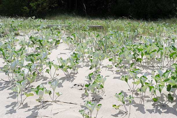 Coastal Plants on a Sand Dune Sunny Summer Landscape