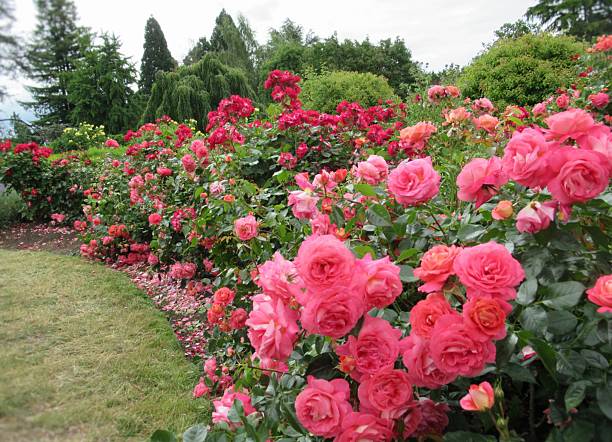istock Beautiful Bright Pink And Red Roses 2224522610
