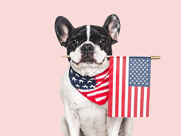 istock Cute puppy, collar and American Flag. Studio shot 2224522615
