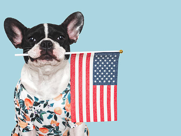 istock Charming puppy and American Flag. Studio shot 2224522669