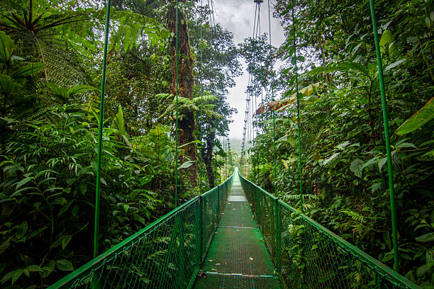 istock A footbridge suspended over the tropical rainforest 2224524989