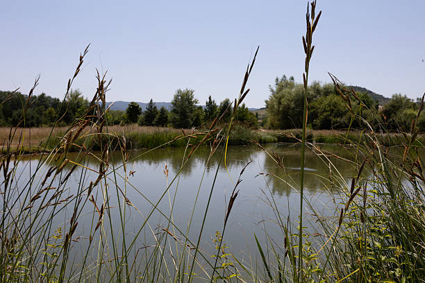 istock Wild grasses frame a tranquil pond reflecting the surrounding landscape 2224525282