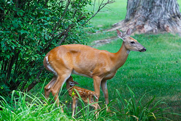 istock Suburban Deer with its Fawn 2224527424