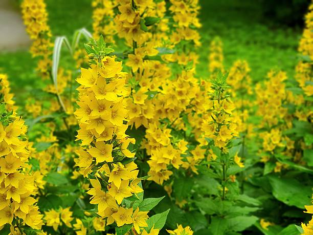 istock Yellow summer flowers 2224528146
