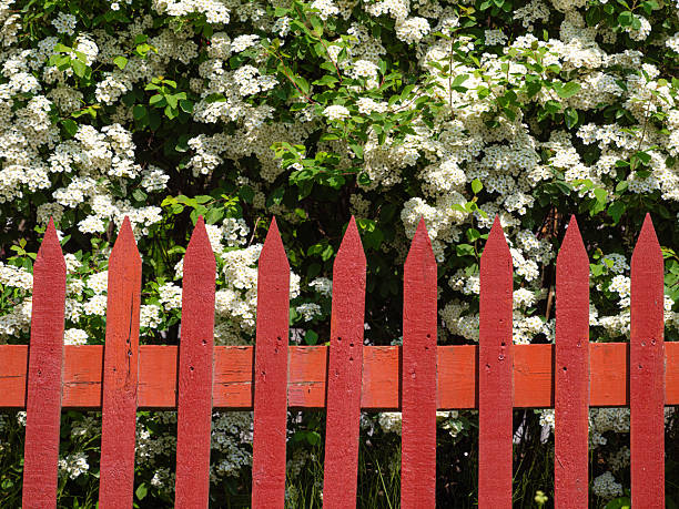 A vibrant red picket fence in front of a lush backdrop of white flowering bushes, creating a cheerful and inviting scene.