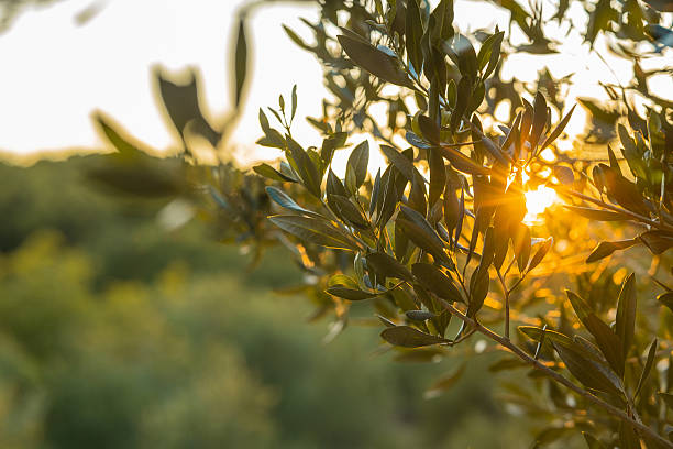 istock Golden Hour Through Olive Leaves A Serene Mediterranean Scene with Sunlight Filtering Through an Olive Tree, Capturing the Peaceful Essence of Nature and Rural Life in Soft Evening Light 2224530301