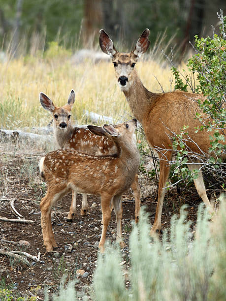 istock Doe And Fawns 2224530302