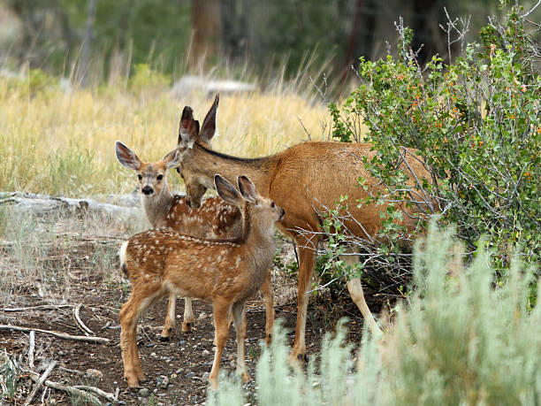istock Doe And Fawns 2224530306