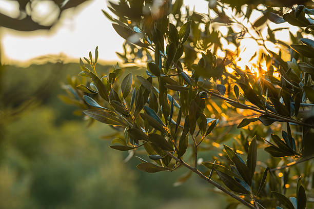 istock Golden Hour Through Olive Leaves A Serene Mediterranean Scene with Sunlight Filtering Through an Olive Tree, Capturing the Peaceful Essence of Nature and Rural Life in Soft Evening Light 2224530343
