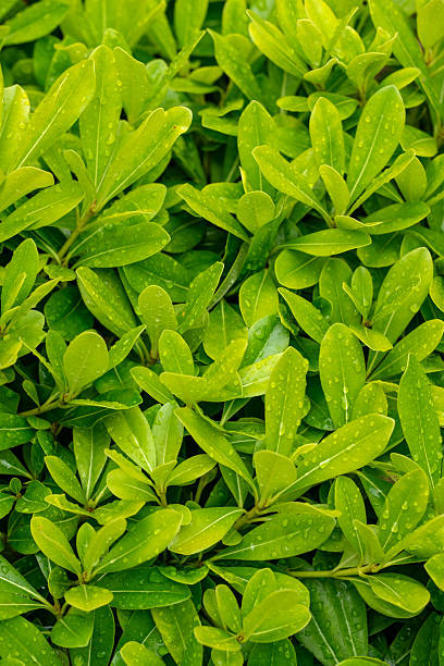 istock Green Leaves Background - Color Portrait Format 2224530766