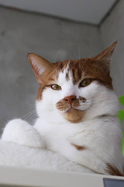 A ginger and white cat looking at the camera with a thoughtful expression.