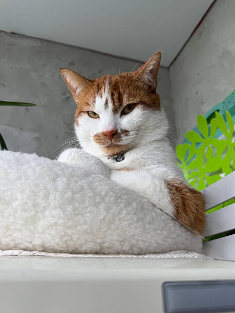 istock A ginger and white cat sitting in a bed with a thoughtful expression. A ginger and white cat. 2224531146