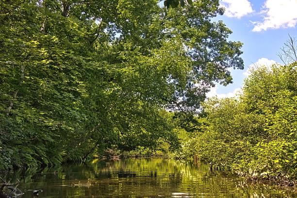 River in forest. Spring. Protection of nature.