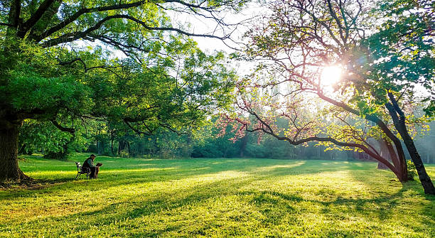 Man and dog sitting on bench in sunny park