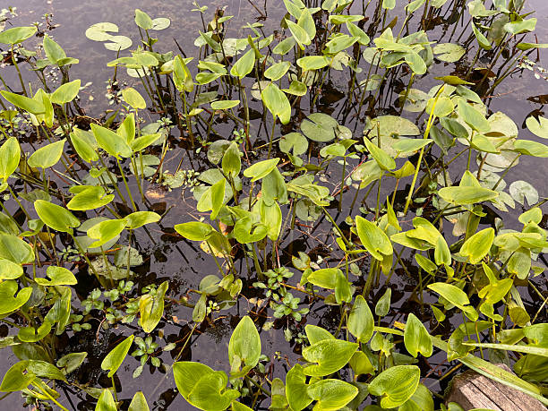 Aquatic plants in water