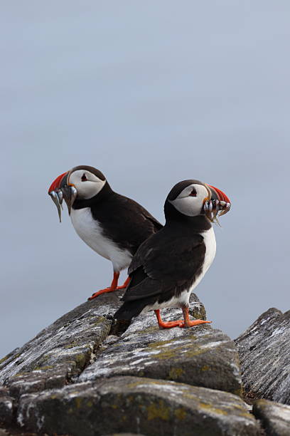 Two puffins stock photo