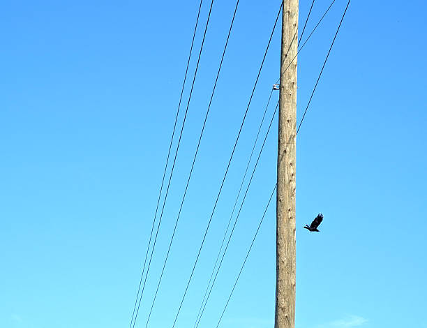 istock A Crow Flies off a Power Line in Canada 2224535868