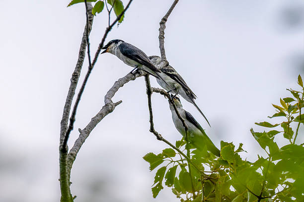 istock Ryukyu minivet on a branch of tree. 2224536448