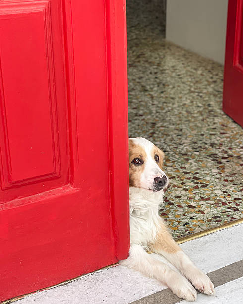istock Dog peeking through red door 2224538240