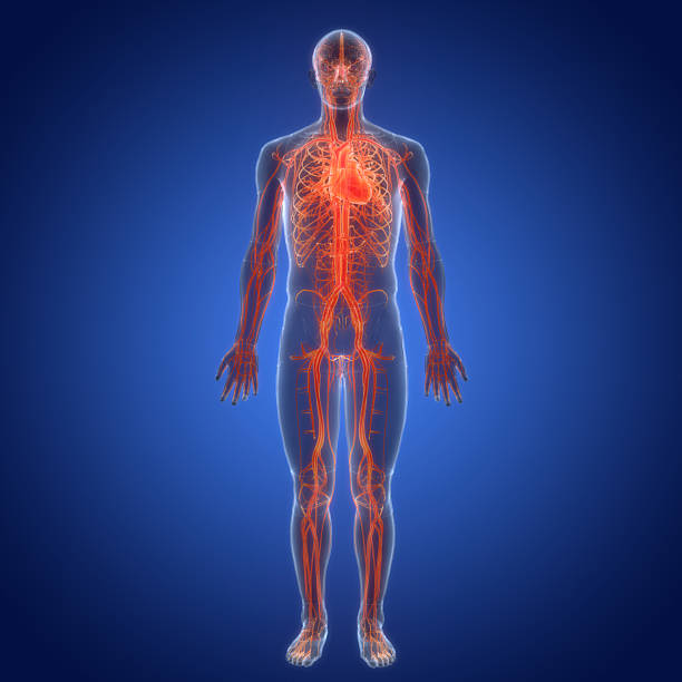 istock Human Circulatory System Heart Anatomy 2224539268
