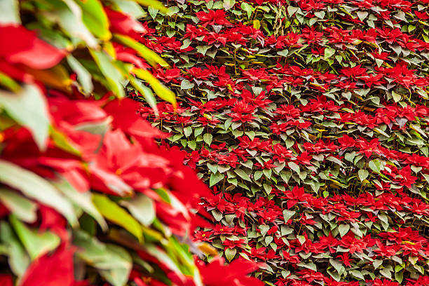 Christmas tree made with poinsettia flowers