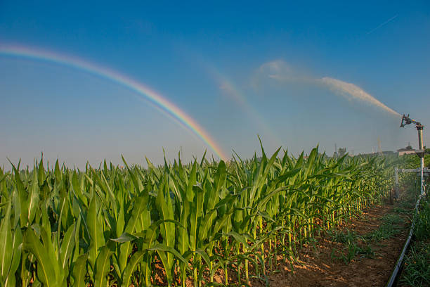 Sprinkler irrigation of a corn field with a rainbow
