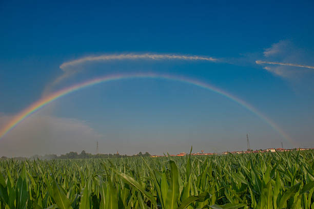 Sprinkler irrigation of a corn field with a rainbow
