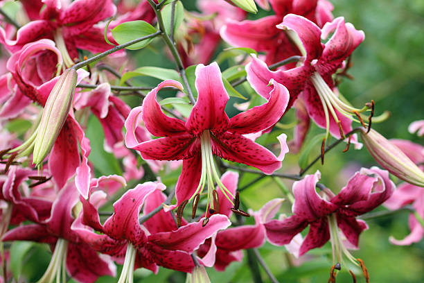 istock Pink lily flowers in close up 2224539921