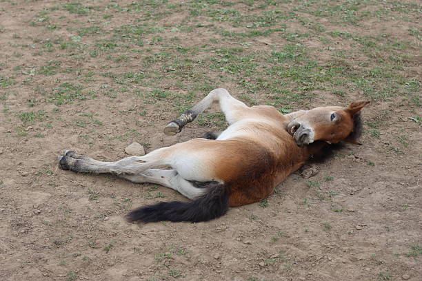 baby horse running