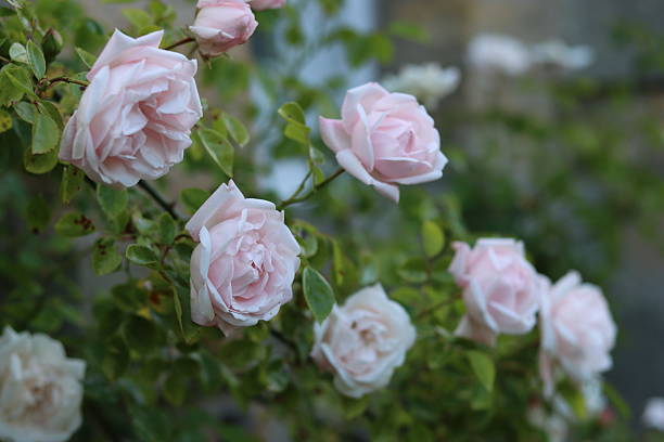 istock Pale pink roses in a garden 2224540553