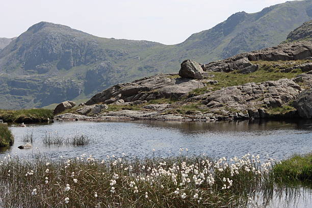 Upland tarn in the Lake District with cotton grass