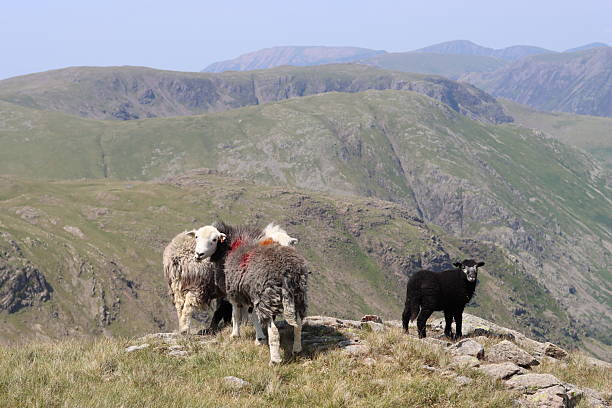 Herdwick ewes and lambs on a fell in the Lake District