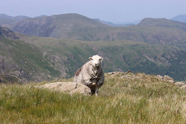 Herdwick sheep on a fell in the Lake District