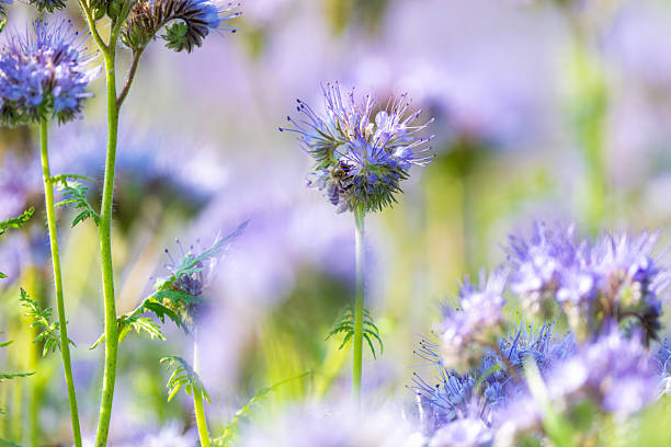 Phacelia Flowers In Bloom With Bees